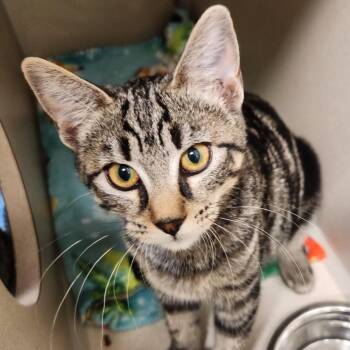 Dune -  Domestic Short Hair Cat for Adoption in Reno, Nevada - Dune | PetCurious