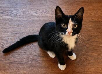 Annie -  Domestic Short Hair Cat for Adoption in Lunenburg, Massachusetts - Annie | PetCurious
