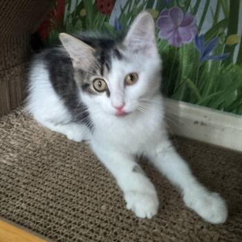 Rapunzel -  Domestic Long Hair Cat for Adoption in Richland, Michigan - Rapunzel | PetCurious
