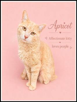 Apricot (FCID# 05/20/2026 - 401) Willow Grove -  Tabby Cat for Adoption in Greenville, Delaware - Apricot (FCID# 05/20/2026 - 401) Willow Grove | PetCurious