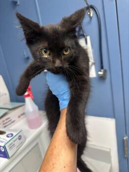 TOMMY* -  Domestic Short Hair Cat for Adoption in Santa Cruz, California - TOMMY* | PetCurious