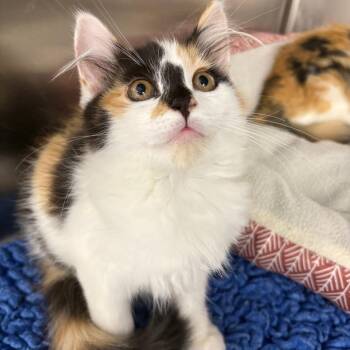 26-262 Blair -  Domestic Long Hair Cat for Adoption in North Branford, Connecticut - 26-262 Blair | PetCurious