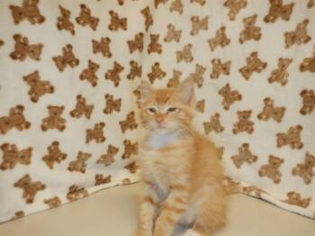 A1410407 -  Domestic Short Hair Cat for Adoption in San Jose, California - A1410407 | PetCurious