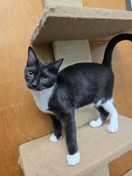 Tuffy -  Domestic Short Hair Cat for Adoption in Mt. Juliet, Tennessee - Tuffy | PetCurious