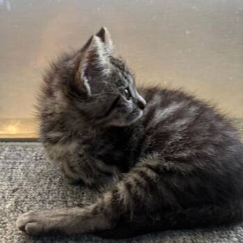 Hailey -  Domestic Short Hair Cat for Adoption in Pleasanton, California - Hailey | PetCurious