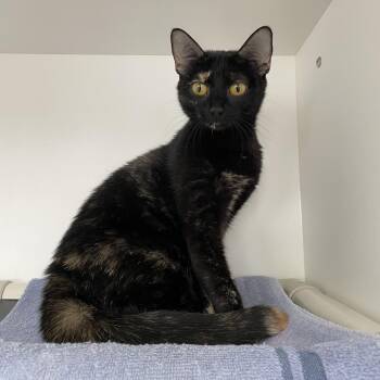 Domestic Short Hair Cats Available for Adoption in Warwick, Rhode Island - Reina | PetCurious