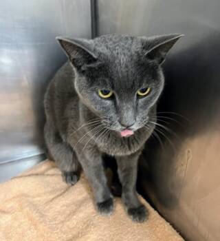 Rescue Domestic Short Hair Cats for Adoption in Little Rock, Arkansas - Maisie | PetCurious