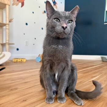 George -  Domestic Short Hair Cat for Adoption in Miami, Florida - George | PetCurious