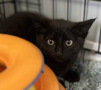 Rescue Domestic Short Hair Cats for Adoption in Vallejo, California - Taco | PetCurious