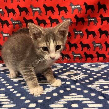 Gerald -  Domestic Short Hair Cat for Adoption in Washburn, Missouri - Gerald | PetCurious