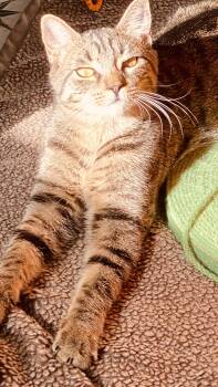 Rescue Domestic Short Hair Cats for Adoption in Buffalo, New York - Swan | PetCurious