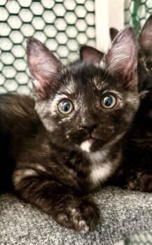 Galata -  Domestic Short Hair Cat for Adoption in Cottonwood, Arizona - Galata | PetCurious