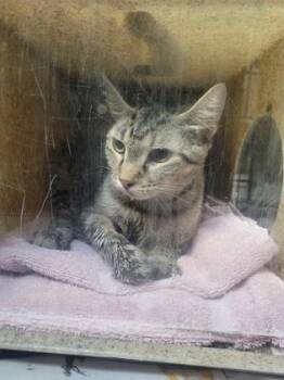 Liona -  Domestic Short Hair Cat for Adoption in Fairfax, Virginia - Liona | PetCurious