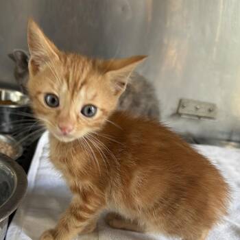 Sprout -  Domestic Short Hair Cat for Adoption in Goshen, Indiana - Sprout | PetCurious