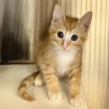 Amethyst -  Domestic Short Hair Cat for Adoption in Los Angeles, California - Amethyst | PetCurious