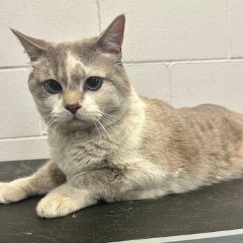 Siamese and Extra Toes Cat Hemingway Polydactyl Cats Available for Adoption - Pretzel C11063 | PetCurious