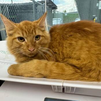 Wabi-Sabi -  Domestic Medium Hair Cat for Adoption in Columbiana, Alabama - Wabi-Sabi | PetCurious