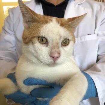 Romes -  Domestic Short Hair Cat for Adoption in Burlington, Ontario - Romes | PetCurious