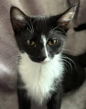 Onyx -  Tuxedo Cat for Adoption in Buffalo, New York - Onyx | PetCurious