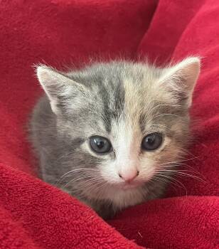Ruthie -  Domestic Short Hair Cat for Adoption in Avon, New York - Ruthie | PetCurious