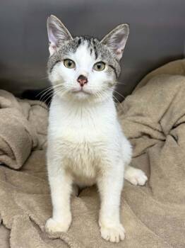 Figaro -  Domestic Medium Hair Cat for Adoption in Mobile, Alabama - Figaro | PetCurious