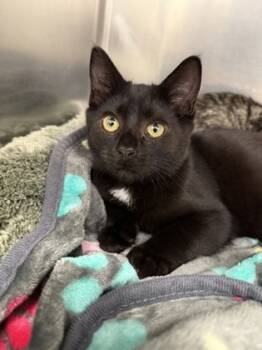 Rescue Domestic Short Hair Cats for Adoption in Norfolk, Virginia - Catrick | PetCurious
