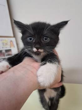 Dolly -  Domestic Short Hair Cat for Adoption in Fayetteville, Tennessee - Dolly | PetCurious
