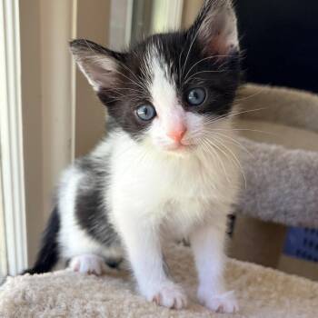 Sitka -  Domestic Short Hair Cat for Adoption in Franklin, Tennessee - Sitka | PetCurious