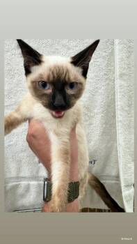 Oscar -  Domestic Short Hair Cat for Adoption in Honolulu, Hawaii - Oscar | PetCurious