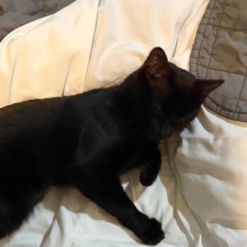 Domestic Short Hair Cats Available for Adoption in Newark, New Jersey - Poppy | PetCurious