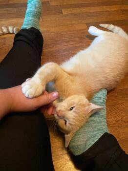 Domestic Short Hair Cats Available for Adoption in Rutherfordton, North Carolina - Clyde (Courtesy Post) | PetCurious