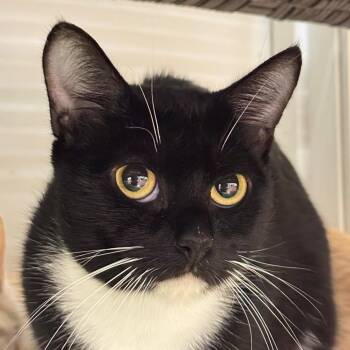 Dolly Purrton -  Domestic Short Hair Cat for Adoption in Goleta, California - Dolly Purrton | PetCurious