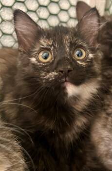 Torbatta -  Domestic Short Hair Cat for Adoption in Cottonwood, Arizona - Torbatta | PetCurious