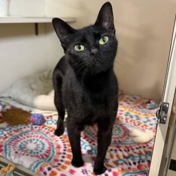 Cadillac -  Domestic Short Hair Cat for Adoption in Penn Yan, New York - Cadillac | PetCurious