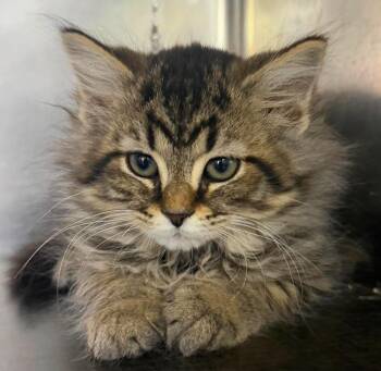 Batgirl -  Domestic Long Hair Cat for Adoption in Lagrange, Indiana - Batgirl | PetCurious
