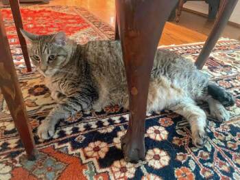 Rescue Domestic Medium Hair and Tabby Cats for Adoption in Houston, Texas - Francisco | PetCurious
