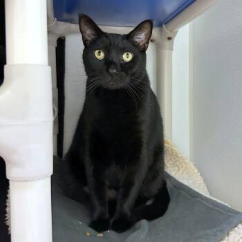 Domestic Short Hair Cats Available for Adoption in Woodinville, Washington - Sylvester | PetCurious