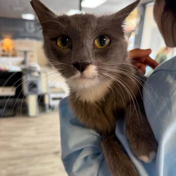 Lumi -  Domestic Medium Hair Cat for Adoption in Las Vegas, Nevada - Lumi | PetCurious