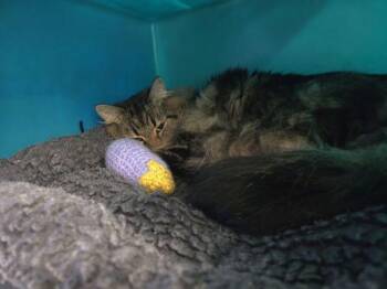 Koda -  Domestic Medium Hair Cat for Adoption in Sherwood, Oregon - Koda | PetCurious