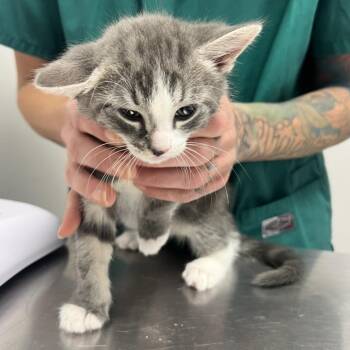 Octavius -  Domestic Short Hair Cat for Adoption in Oneonta, New York - Octavius | PetCurious