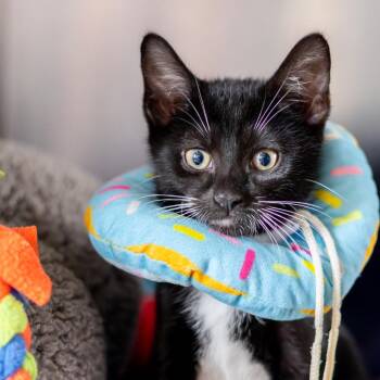 Fred Astaire -  Domestic Short Hair Cat for Adoption - Fred Astaire | PetCurious