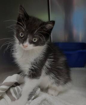 Domestic Medium Hair Cats Available for Adoption in Ellijay, Georgia - Ava | PetCurious