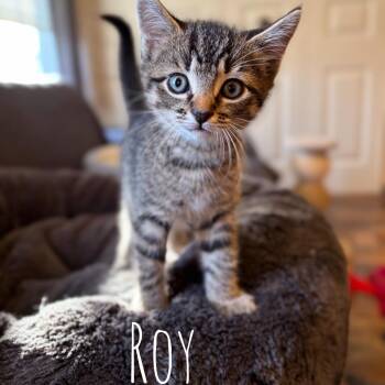 Roy -  Domestic Short Hair Cat for Adoption in Washington, Pennsylvania - Roy | PetCurious