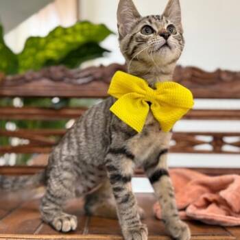 Thelma Biscuits Ferrell -  Tabby and Domestic Short Hair Cat for Adoption in Friendswood, Texas - Thelma Biscuits Ferrell | PetCurious