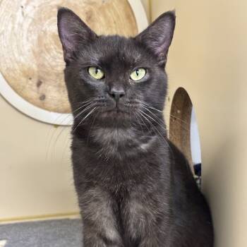 Rescue Domestic Short Hair Cats for Adoption in Kennett Square, Pennsylvania - Irma | PetCurious