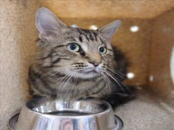 CHURRO -  Domestic Long Hair Cat for Adoption in Derwood, Maryland - CHURRO | PetCurious