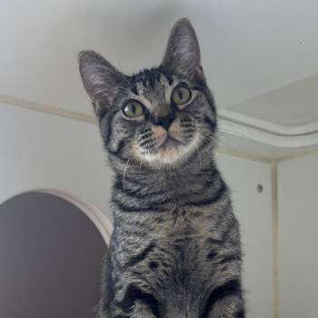 Peppurrz - Coming Soon! -  Domestic Short Hair Cat for Adoption in Naperville, Illinois - Peppurrz - Coming Soon! | PetCurious