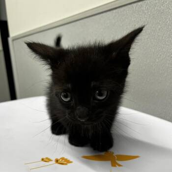 Domestic Short Hair Cats Available for Adoption in Tampa, Florida - Stanley | PetCurious