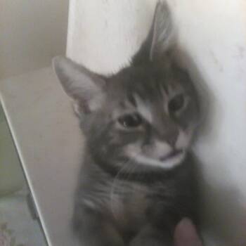 Domestic Short Hair Cats Available for Adoption in Rochester, Minnesota - Mr. Brown Collar | PetCurious