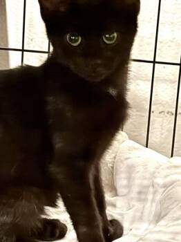 JELLY ROLL -  Domestic Medium Hair Cat for Adoption in Lake Ozark, Missouri - JELLY ROLL | PetCurious
